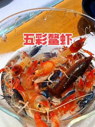 五彩鳌虾 「五彩鳌虾:水族箱里的霓虹铠甲武士」  它是淡水虾中的颜值天花板,甲壳缀满红、蓝、紫交织的金属光泽,游动时宛如身披霓虹铠甲的武士,螯钳开合间尽展霸气,静立缸底又似精致的活体珠宝,让水下世界瞬间焕发光彩。  作为杂食性虾类,它不挑食易喂养,偏好螺肉、冻红虫,偶尔也啃食藻类,清洁与观赏属性兼备。适应18-28℃水温,对水质要求适中,新手也能轻松上手。  更妙的是它性情活泼却不主动攻击小型鱼,既能单养凸显独特魅力,也能搭配温和造景鱼共居。养一只五彩鳌虾,让每一次俯身观缸,都像邂逅一场灵动的水下色彩盛宴。#五彩鳌虾 #鳌虾 #观赏虾#鱼缸里的大自然 #养鱼日记记录美好生活