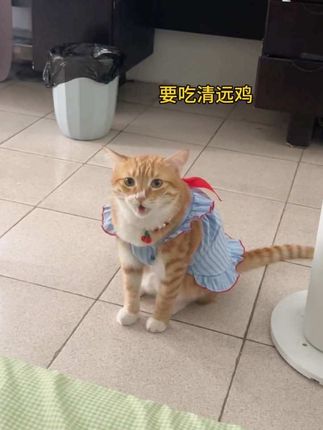 天天嗷嗷叫的,不是嗷我要小冻干吃,就是嗷我去做饭😭😭 #0乳糖鲜肉粮  #秀出你的猫猫召唤术 #弗列加特精准营养 #猫粮 #弗列加特