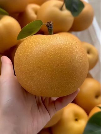 秋月梨5斤装才这价!又脆又甜还爆汁,很便宜发一箱!#秋月梨#新鲜应季水果 #脆甜多汁#快来一起尝个鲜 #超便宜超划算