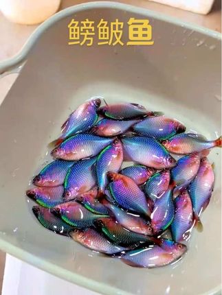 养观赏鱼就选鳑鲏鱼呀!它可是水族界的“彩虹精灵”,鳞片在阳光下闪耀七彩光泽。雄鱼繁殖期体色如火焰般艳丽,雌鱼拖着产卵管,好似“水中旗袍淑女”。适应力超强,极限温度0-35摄氏度都能扛。还会吃藻类、杂质,帮你清洁鱼缸。#鳑鲏鱼 #原生观赏鱼 #清洁小能手 #七彩鳞片 #适应力强