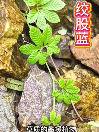 #植物科普 #草本植物 #绞股蓝 #养生 #好物 喜欢喝茶的朋友来看看这个绞股蓝茶,它是北京同仁堂出品的,采用的是优质的绞股蓝嫩叶,经过精心挑选制作出来的茶叶,喝起来清香微苦,而且非常耐泡,每天都可以喝上一杯哦。