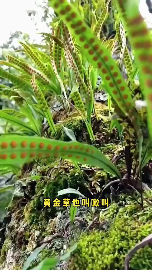 肾草茶干化石草黄金草黄金草茶长白山深山小草嗷嗷叫茶搭百合泡水#肾草茶#养生茶