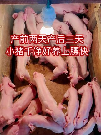 #养猪人#仔猪#仔猪黄白#过奶止利康#母猪产仔