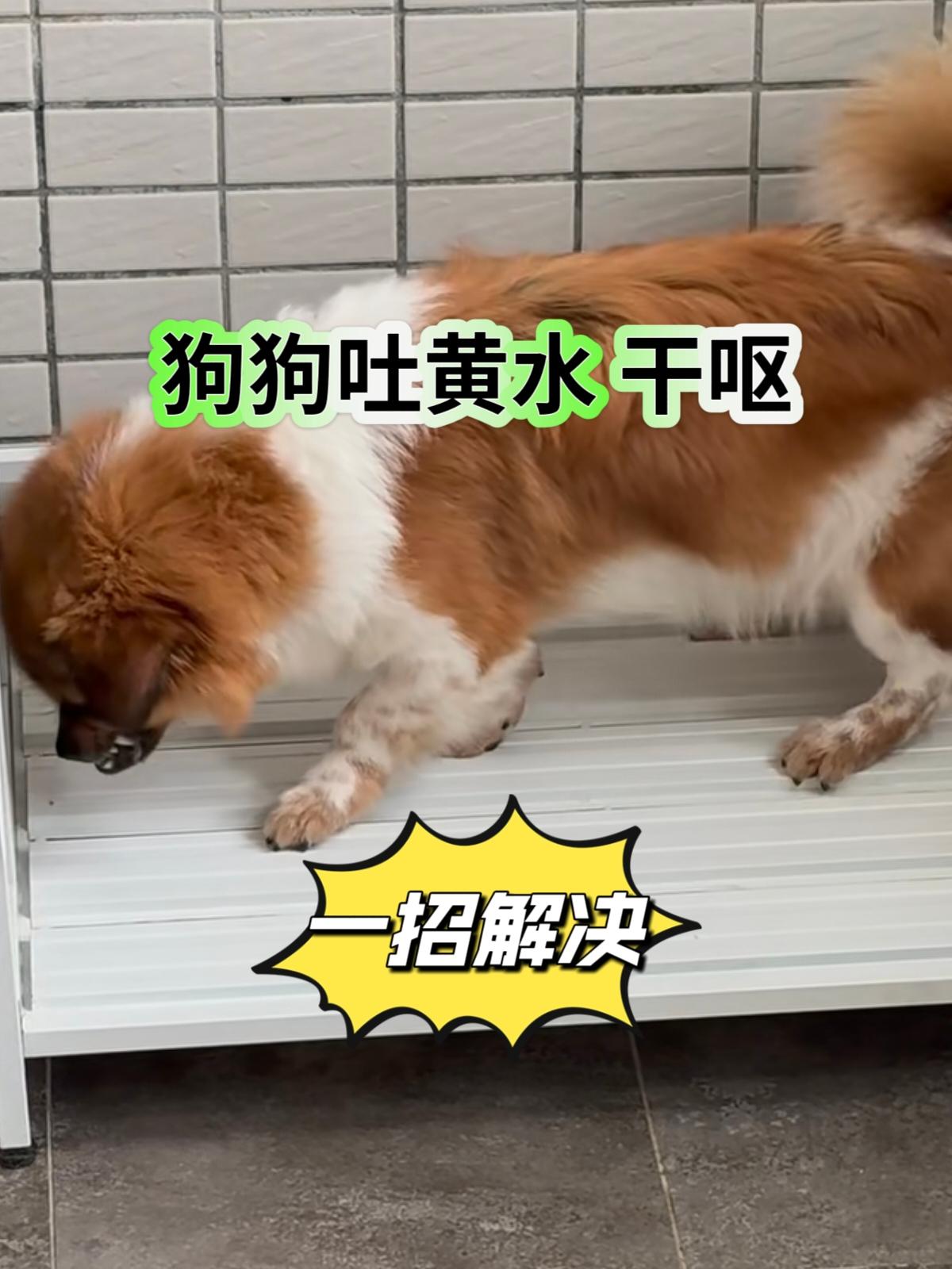 #狗狗#养狗##养狗的乐趣 #狗狗呕吐##狗狗呕吐怎么办