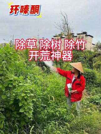 #环嗪酮 #强烈推荐 #农技推广 #开荒除草