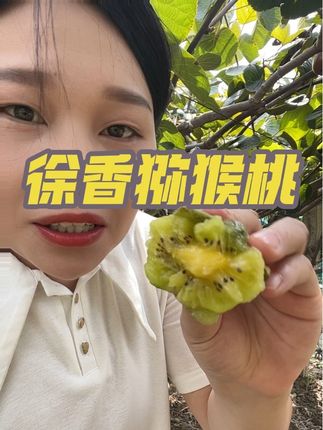 #新鲜采摘 陕西正宗徐香猕猴桃#优质农产品 #新鲜水果