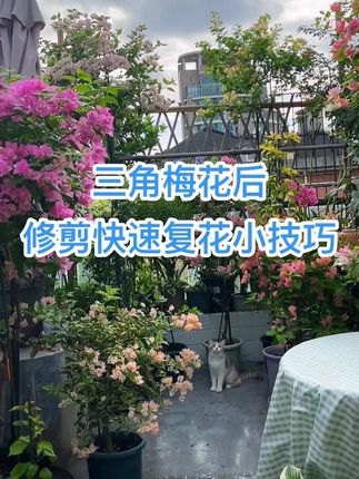 三角梅复花快,选择合适的时间修剪,选择正确的肥料和施肥方法,你的三角梅开花轻轻松松,根本不需要你催花,花一波接一波的开!#三角梅#三角梅花后修剪 #三角梅开花#养护知识