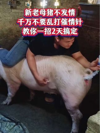 新老母猪不发情,千万别再乱打催情针了,教你一招2天搞定所有母猪不发情#母猪不发情 #母猪配不上 #母猪不打圈怎么办 #母猪 #养猪技术