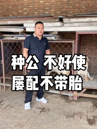 #狗狗 #宠物 #萌宠出道计划
