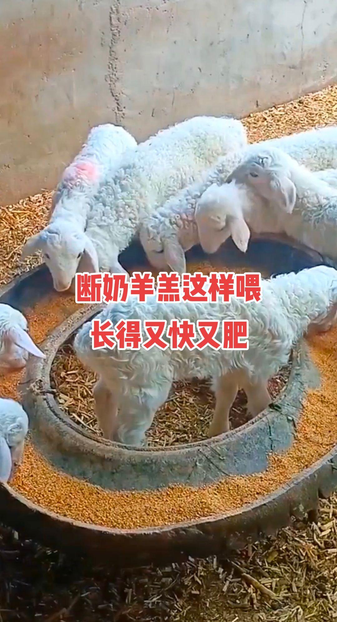 #养羊技术 #农村养羊 #养羊人 #农村养殖 #羊羔