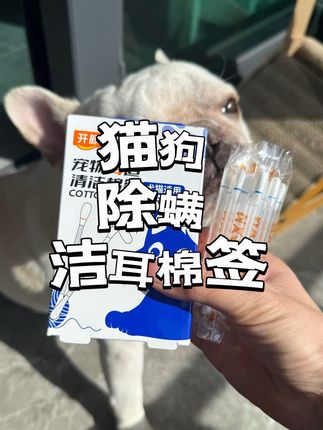 猫狗可以不经常洗澡,但是每周清理一次耳朵真的不能少,可以用这种自带除螨洁耳液的棉签#科学养宠攻略 #猫狗耳螨 #耳螨 #耳螨处理 #萌宠好物