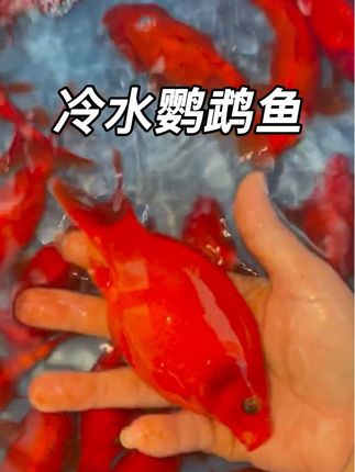 养鱼怕麻烦?怕新手养不活?试试冷水鹦鹉鱼,让你轻松解锁养鱼快乐!  不用加热棒,常温水质就能存活,冬天省电费还省心;不挑饲料,普通鱼食就能喂得膘肥体壮,对新手极度友好。  关键颜值还超高!通体通红像游动的小元宝,成群游动时,鱼缸瞬间变成灵动的“红色风景线”。性情温和不打架,和金鱼、黄金泥鳅混养都适配。  从开缸到养护全程零门槛,想拥有一缸喜庆又好养的鱼,选它准没错!#冷水鹦鹉鱼 #养个很新的宠物 #养鱼日记 #新手养鱼 #水族爱好者