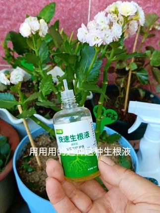 移栽扦插各种花卉绿植都可以用的一款生根液,浪漫樱花长寿花