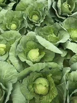 #上热门 现砍现发甘蓝露天种植霜打绿甘蓝清炒凉拌食用时令蔬菜甘蓝#甘蓝