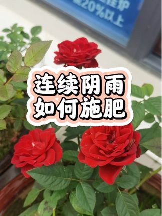 连续阴雨天施肥变得困难,还好有全能肥#家庭种植 #养花小知识 #植物施肥 #强烈推荐 #全能肥