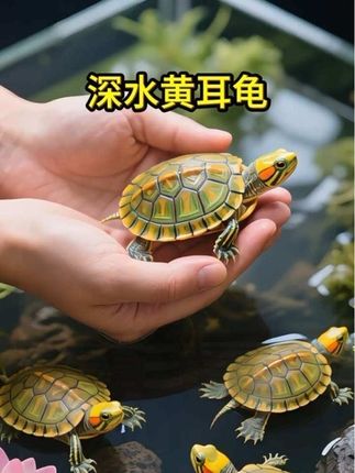 谁能拒绝这只“黄金耳”小龟!背甲油亮带纹路,互动超积极,喂粮时会追着手跑~好养又耐看,放桌面还能解压!#养龟日常 #龟蜜 #鱼缸造景 #新手养龟 #水族