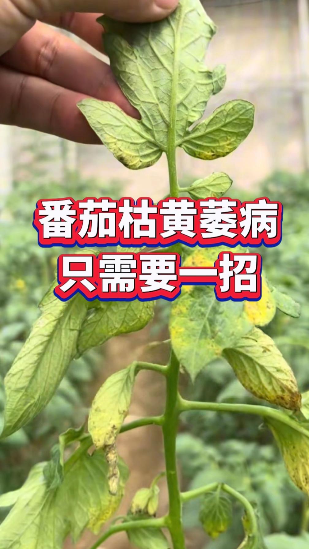 只需要一招,枯萎病不再来#西红柿种植 #西红柿种植技术 #西红柿管理