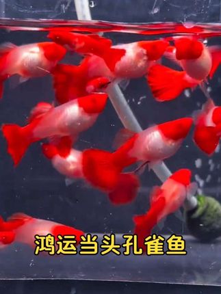 【鸿运当头孔雀鱼】灵动红顶如鸿运高照,银白鳞片泛珠光,尾鳍展开似孔雀开屏。活泼易养,群游时红浪翻涌,寓意招财纳福。新手友好,水温适宜便自在畅游,让这抹鲜活红运住进你的鱼缸,添喜又添彩~#观赏鱼 #鸿运当头 #招财鱼 #鸿运当头孔雀鱼 #孔雀鱼