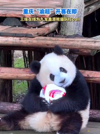 三妹玩足球啦~重庆“渝超”开赛在即,三妹在线为九龙鑫源熊猫队打call#大熊猫奇三妹 #大熊猫 #重庆动物园
