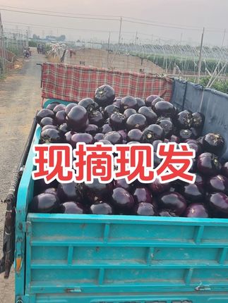 #优质农产品 #三农 #蔬菜种植 现摘现发