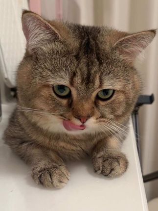 吃完了还不停的回味😂 #吃货猫 #馋嘴宝宝