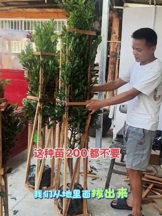 #杨梅 #杨梅苗 #靖州杨梅 #绿植#果树苗。 杨梅树发货实拍