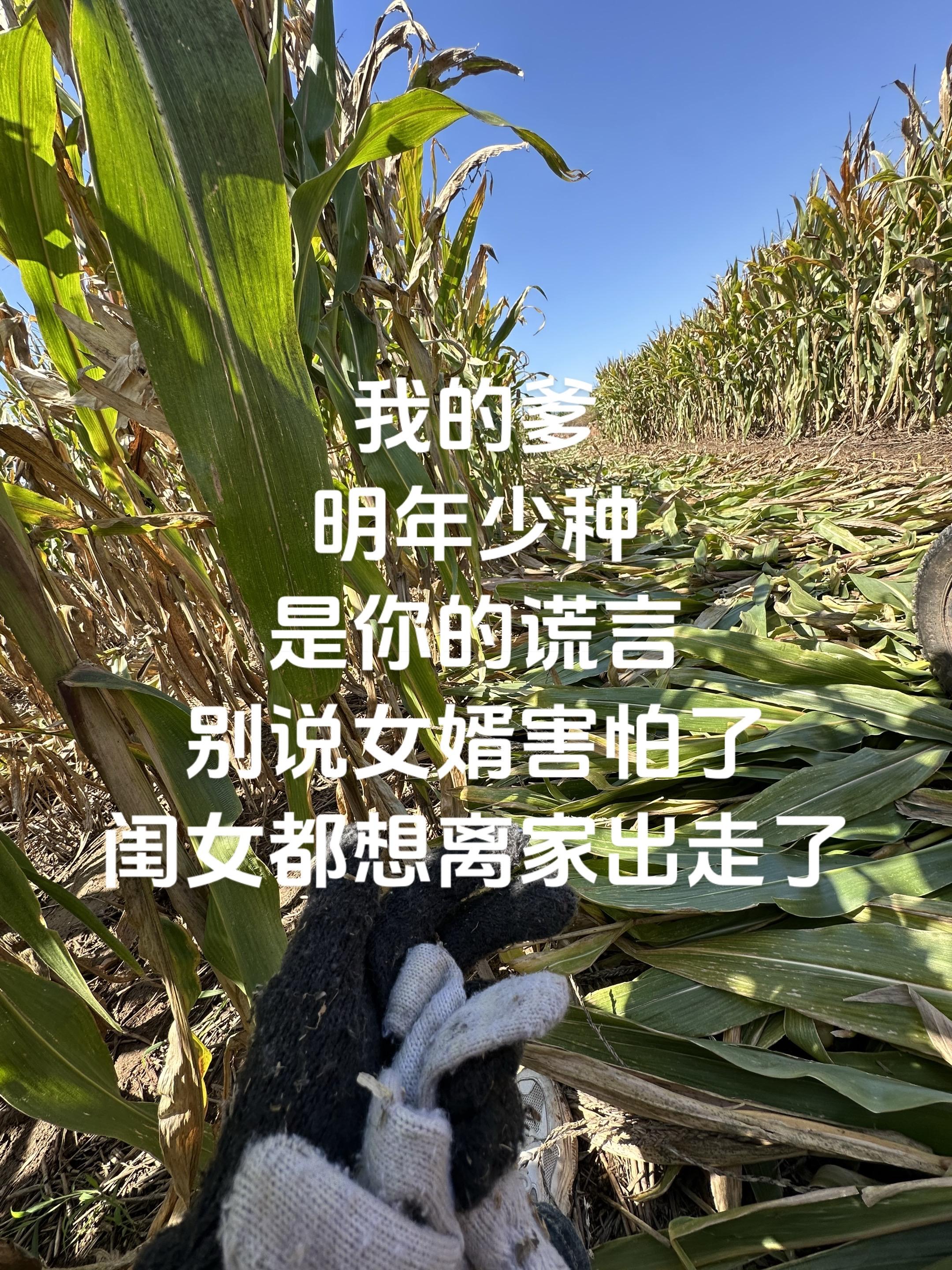 真干不下去了#玉米 #丰收季 #掰玉米