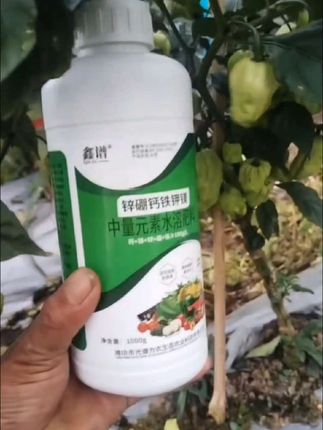 工业辣椒中后期管理保花保果促进花芽分化提高坐果率增产增收叶面肥#抖音助农 #三农种植技术