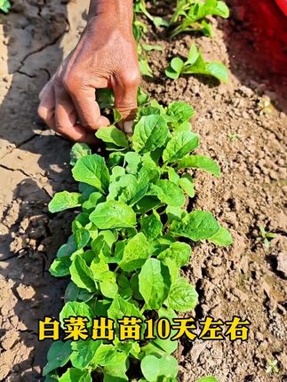 种白菜一定不能懒,谁懒谁减产,白菜出苗10天左右,有一个重中之重的工作一定要做 #病害防治 #农业种植 #白菜种植 #白菜 #三农