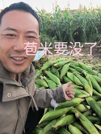 新鲜玉米可能是今年最后一天了#玉米 #优质农产品