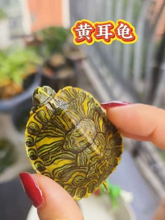这是一种神奇的乌龟!别看它像背着铠甲的将军,其实入缸就化身疯狂掏粪工,一晚上就把鱼缸打扫的干干净净!#黄耳龟 #乌龟 #养龟人 #水族