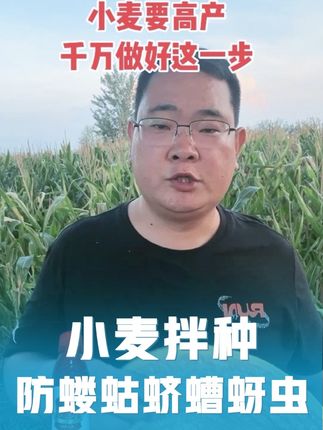 小麦高产关键一步,千万不能错过哦! #三农 #新农人计划 #三农种植 #农业种植 #超便宜超划算 @DOU+小助手