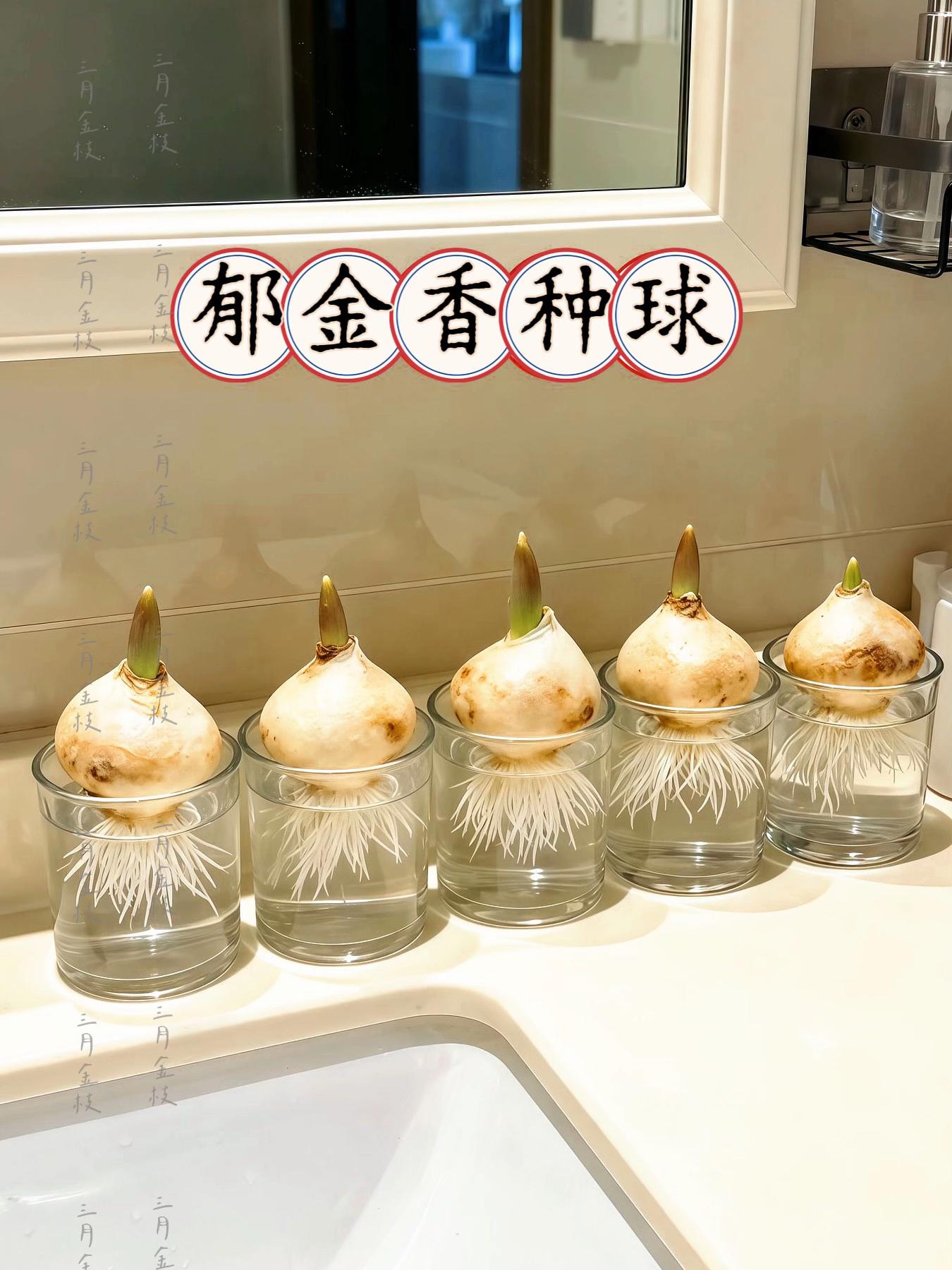 看!我会魔法🪄!!郁金香种球,到货实拍!这一顿操作下来,妥妥被治愈了! 这个秋天,一定要亲手种上一盆郁金香! 水培还是土培郁金香都可以,多种颜色 可以选择。 它是最适合懒人种植的花。它们原生耐寒不怕冷,开花香味宜人,趁现在可以种快一起种起来吧 #水培植物 #强烈推荐 #郁金香种球 #郁金香 #幸福感 直接拉满! @上热门🔥🔥🔥 @抖加🔥上热门🔥dou+🔥热点宝