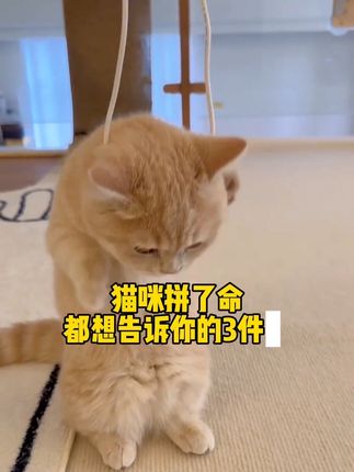 猫咪拼了命都想告诉你的三件事,如果看到我抓耳挠腮,泪痕明显,这时就要给我清理耳朵了!#萌宠好物 #科学养宠攻略#猫咪耳螨 #猫咪耳朵清洁