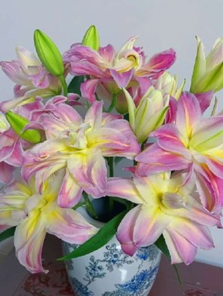 百合种球浓香型花卉盆栽多头香水百合四季耐寒进口花种球#庭院种植 #香水百合 #种球 #百合花