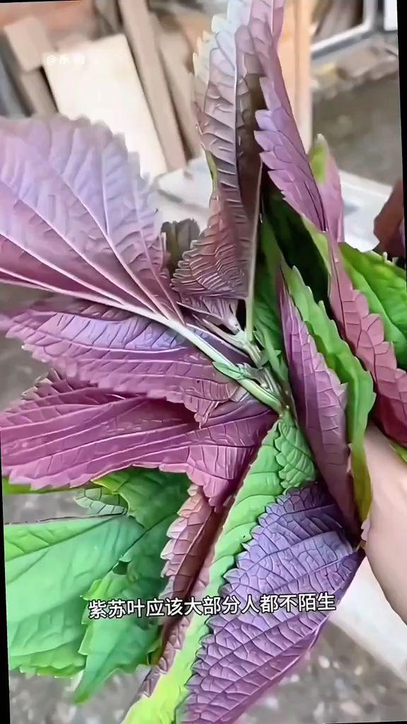 紫苏叶,紫苏叶当季新货不熏硫煮水泡水煮鸡蛋#紫苏叶的妙用 #食用紫苏