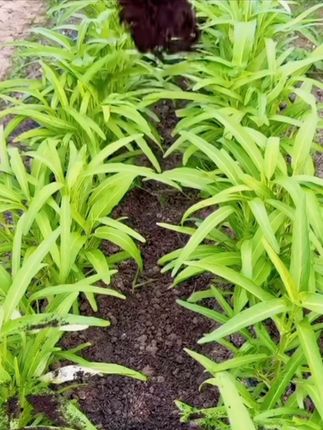 #羊粪有机 #纯羊粪有机肥 #有机肥 #发酵纯羊粪 #有机肥