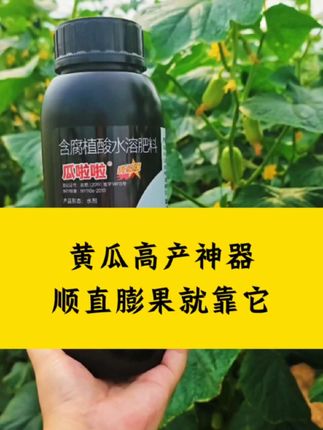 #创作灵感 #黄瓜高产 #瓜啦啦 #牛多多黄瓜种植 #黄瓜高产秘方