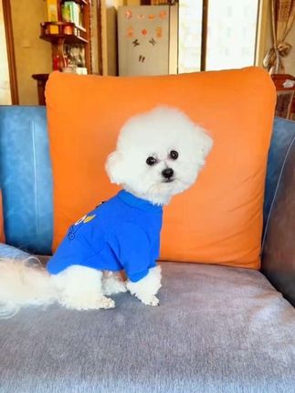 天气冷了,舒适保暖的摇粒绒卫衣,快给毛孩子安排上吧#宠物衣服 #狗衣服 #萌宠好物