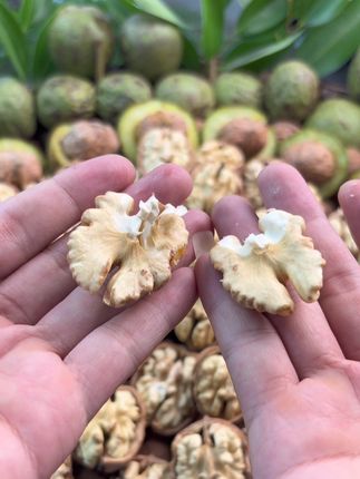 大凉山新鲜生核桃油香味啦#核桃 #核桃仁 #大凉山核桃