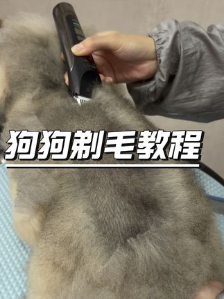 狗狗剃毛教程。 宠物店怎么给狗狗剃毛的?在家怎么给狗狗剃毛才好看?教程很详细,可以反复观看#狗狗#萌宠好物 #狗狗美容师#修毛 #泰迪