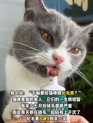 8块9一支化毛膏!每年六七月正是猫咪掉毛季,每天舔毛上千次,吃进去的毛长久堆积成毛球,危害猫咪肠胃健康#养猫新手 #吃货猫 #化毛膏 #猫咪吐毛球 #猫咪排毛