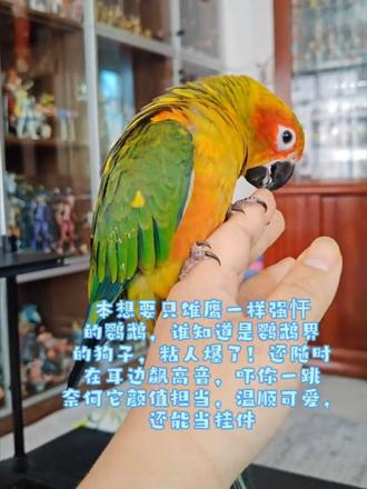 金太阳的好只有养过的才知道
颜值智商高,能放飞,粘人,爱干净能憋💩
缺点就是声音有点大,但只需求才会叫
#养鹦鹉的日常 #手养鹦鹉 #金太阳鹦鹉 #dou上热门鹦鹉 #鹦鹉鹦鹉萌萌哒逗鹦鹉