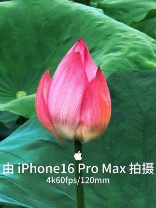 #iPhone16promax iPhone16promax,120mm,4k60fps,用5倍光学变焦拍摄,让荷花在画面中“独占C位”,同时让荷花突出主体质感,让荷花的纹理细节更好的展现