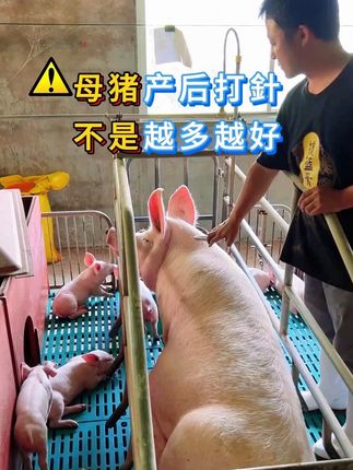 母猪产后打针,不是越多越好#养猪技术 #养猪 #母猪产后 #养猪人