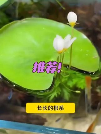 不用土不用泥,一片叶子就能开花繁殖,还能净化水质,鱼缸龟缸造景美观又实用#水培植物 #一叶莲 #花卉绿植