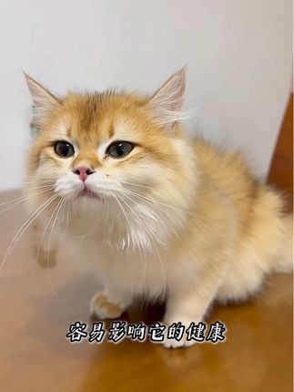 如果你家猫不会用马桶,一定要耐心看完这三款猫砂的“真实测评”最后我发现好用的猫砂其实更省砂 #猫砂 #猫砂推荐 #萌宠好物 #无限回购的宝藏单品#毛孩子