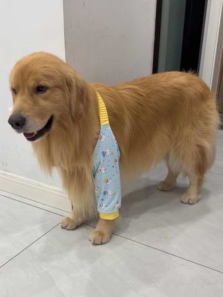 中大型犬趴在地上,很容易磨损肘关节,平常在家就可以给狗狗穿上这种护肘衣,可以有效地保护关节#金毛 #狗狗护肘服 #狗狗护肘衣 #狗狗