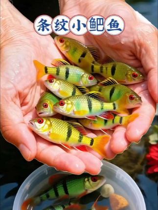 宝子们,想让鱼缸瞬间灵动起来?条纹小鲃千万别错过!瞧它们在水中欢快穿梭,小巧身姿灵活敏捷,身上黑白相间的条纹,宛如自带时尚密码,特别又吸睛。, ,条纹小鲃适应性巨棒,不挑水质,新手养鱼毫无压力。它们生性活泼,成群结队游动,热闹非凡,为鱼缸营造出一片生机勃勃的景象。闲暇时看它们嬉戏,烦恼都消散。别再纠结,赶紧让这群可爱的条纹小鲃游进你的鱼缸,打造充满趣味的水下乐园!#观赏鱼#清洁鱼 #条纹小鲃 #水族爱好者 #超便宜超划算