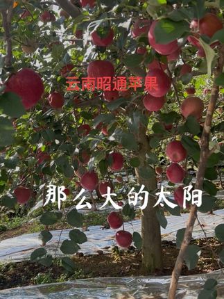 苹果是每天都在摘,快递是每天都在发,就像每天都要吃饭一样,要把生活的品种保证好,不好吃你怎还会入口呢!#口感特别好 #新鲜采摘 #云南昭通苹果